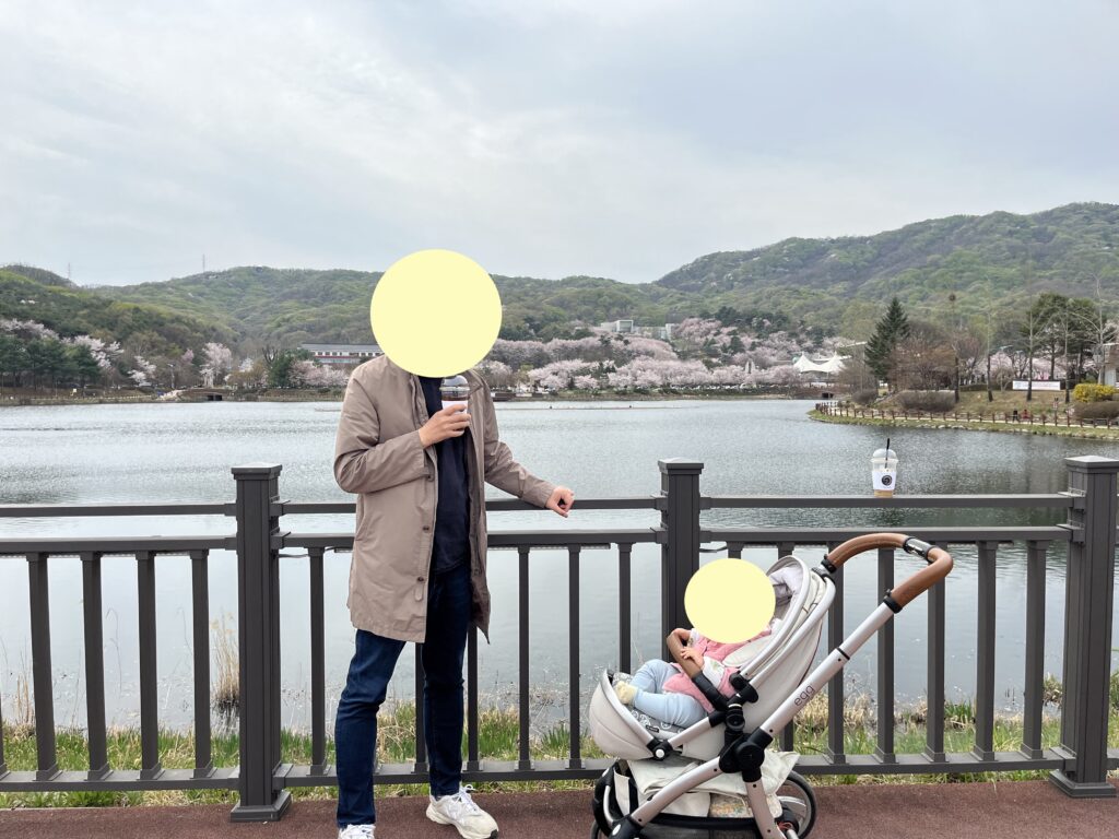 Cherry Blossoms at Seolbong Park, Icheonsi