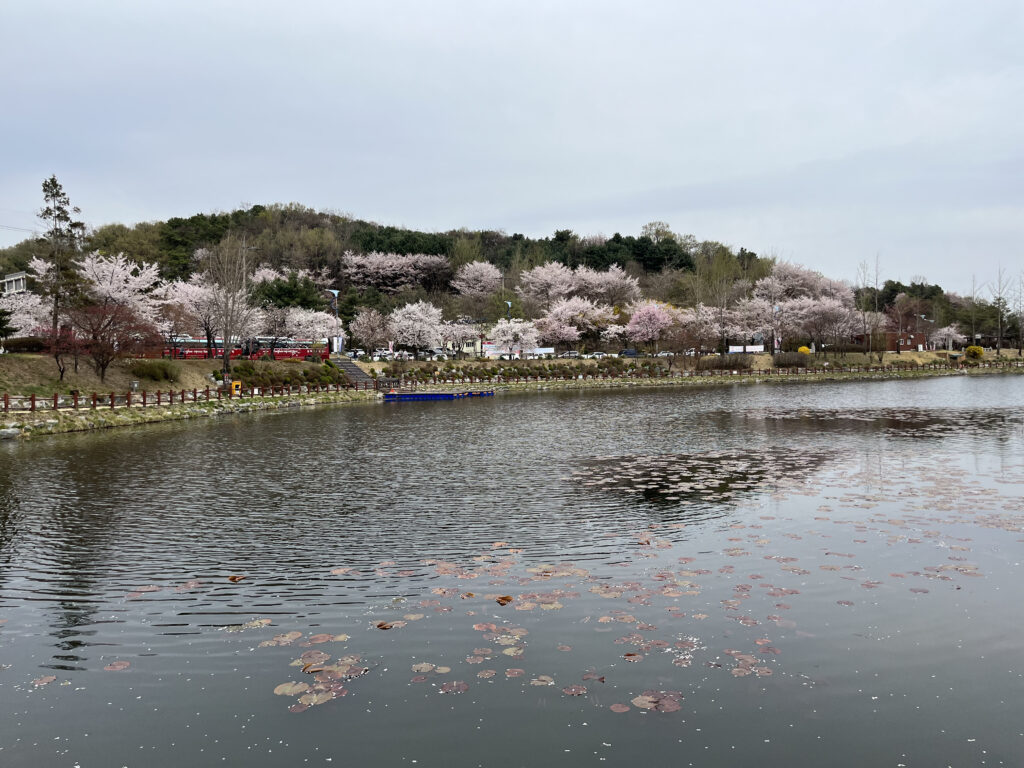 Cherry Blossoms at Seolbong Park