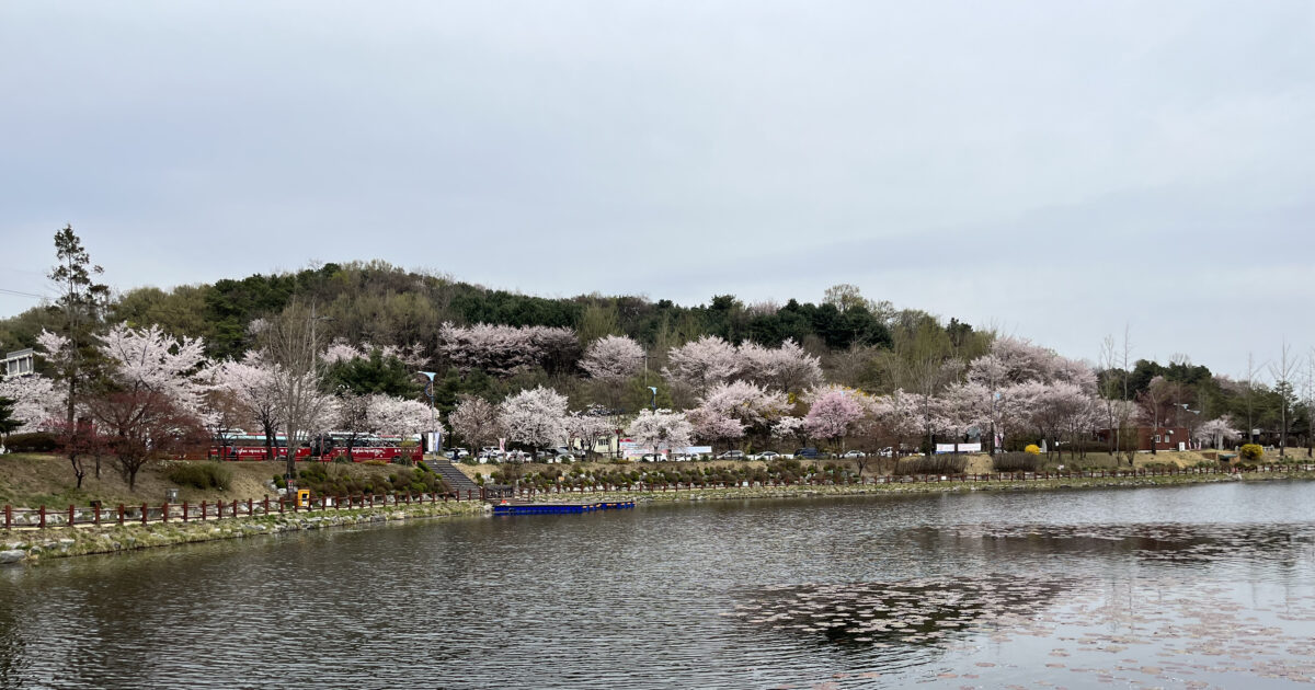 Cherry Blossoms at Seolbong Park