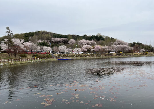 Cherry Blossoms at Seolbong Park