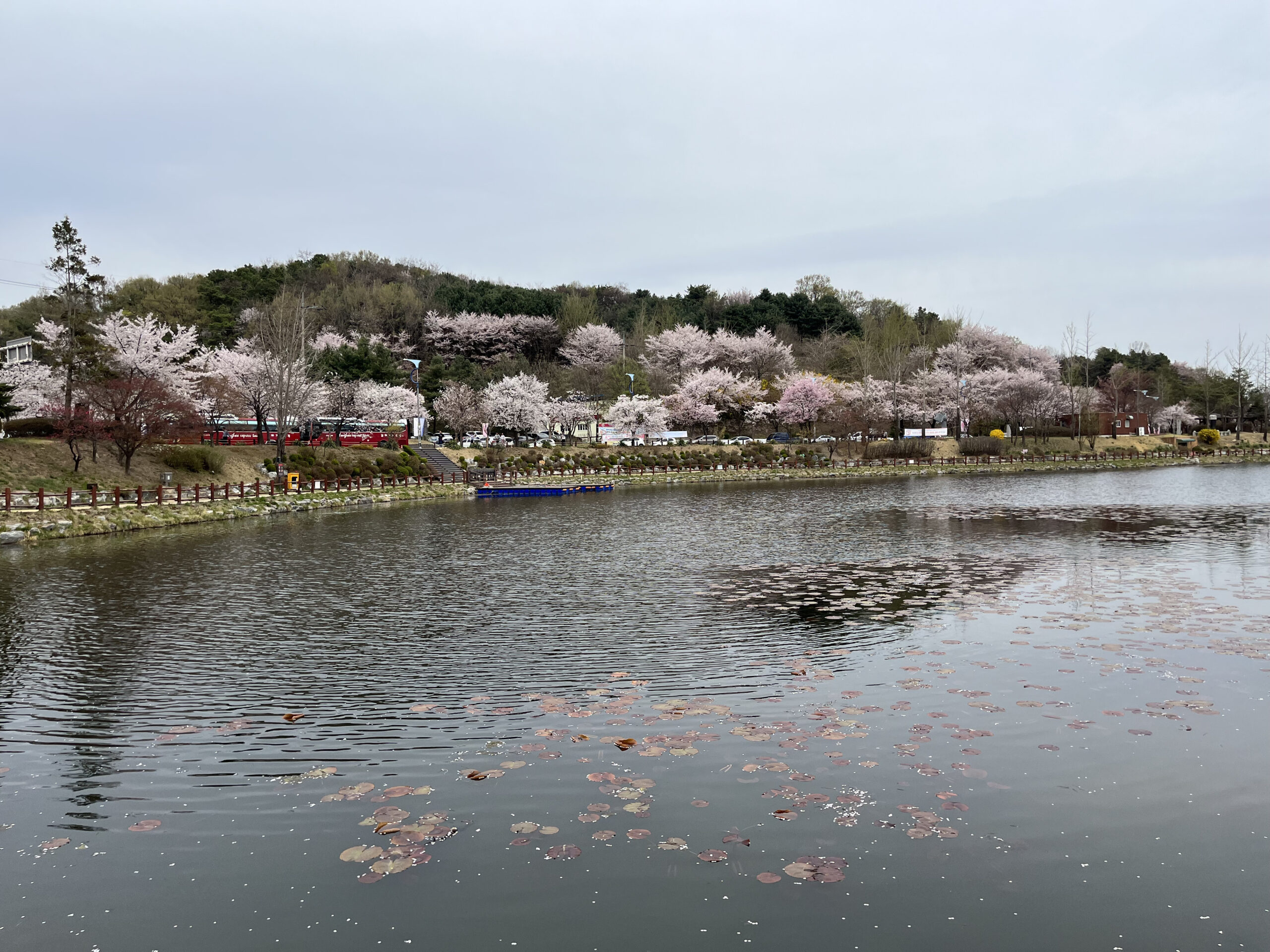Cherry Blossoms at Seolbong Park
