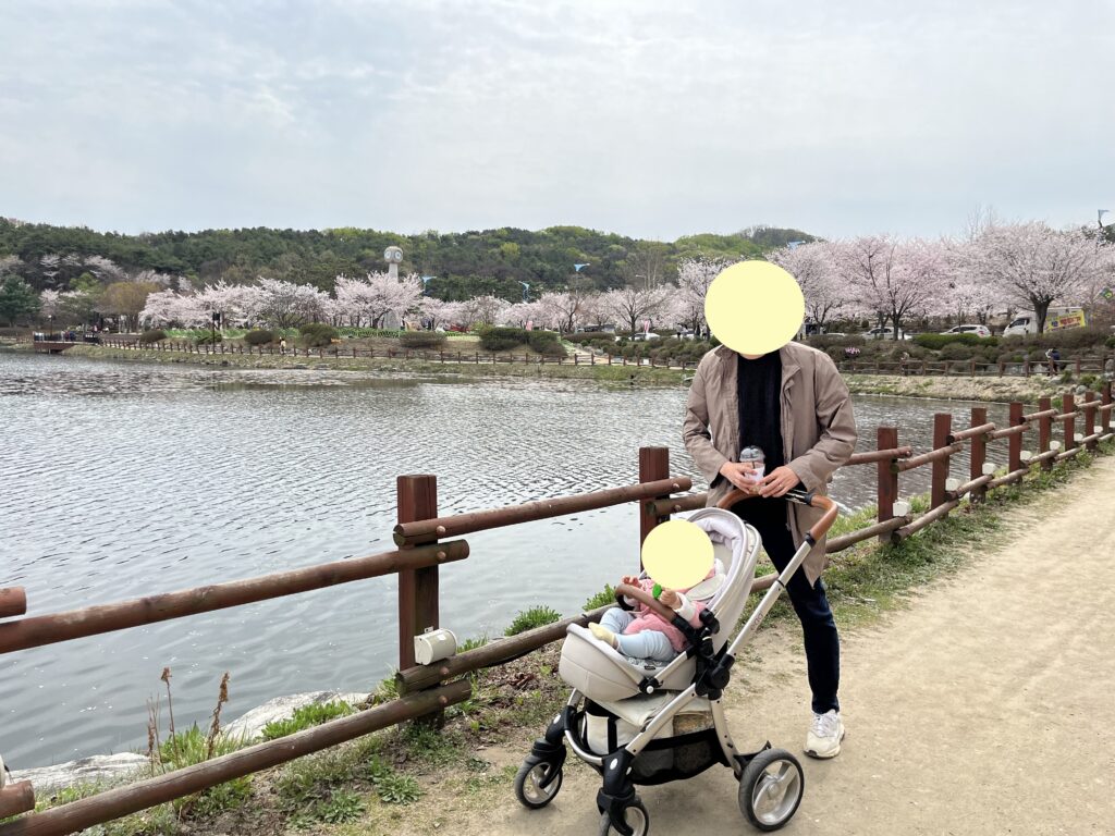 Cherry Blossoms at Seolbong Park