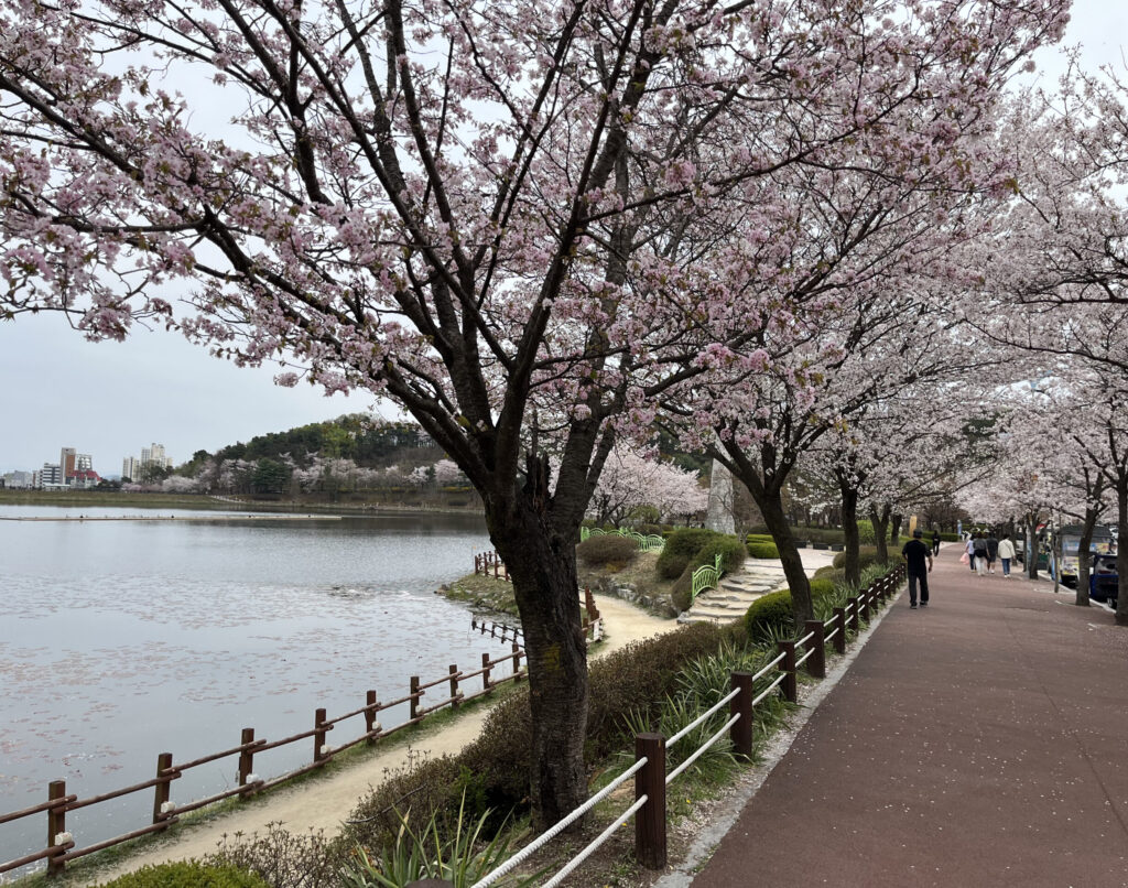 Cherry Blossoms at Seolbong Park