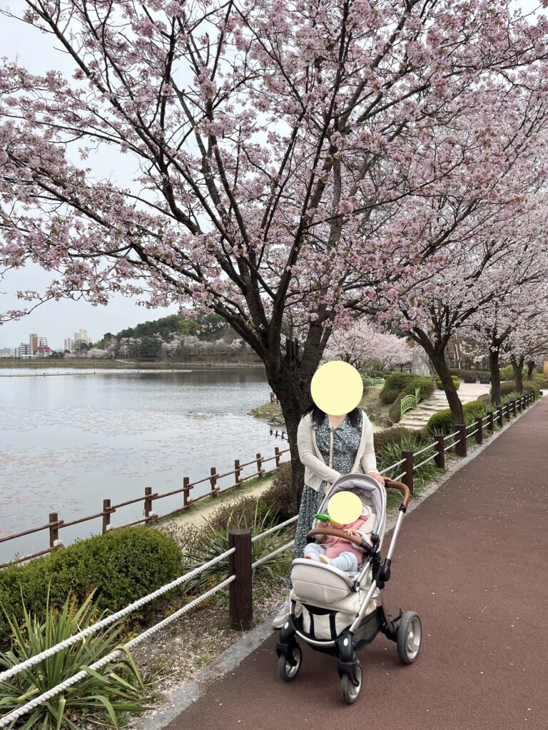 Cherry Blossoms at Seolbong Park