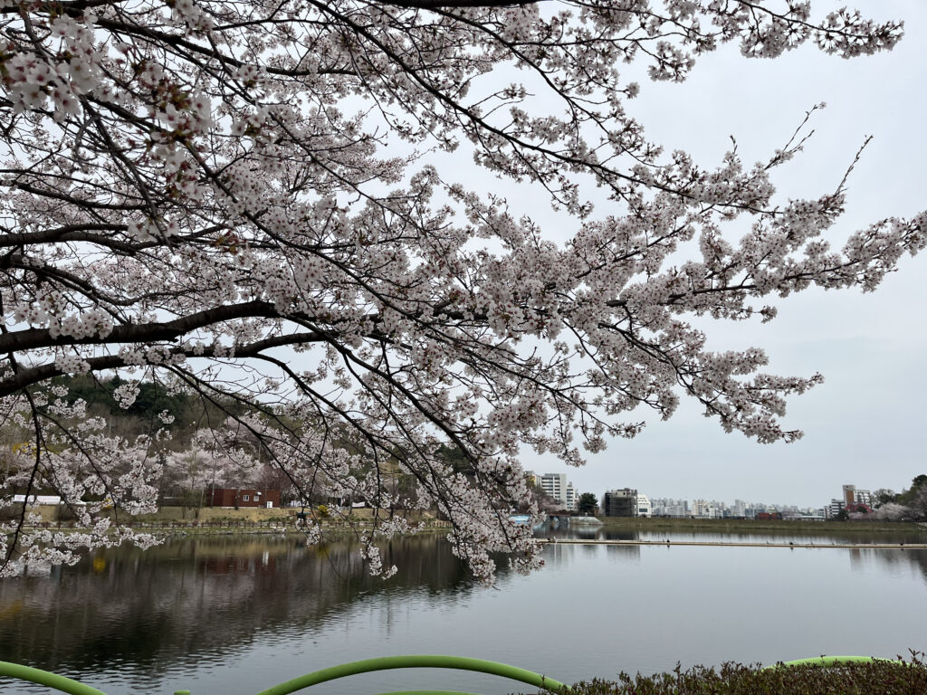 Cherry Blossoms at Seolbong Park
