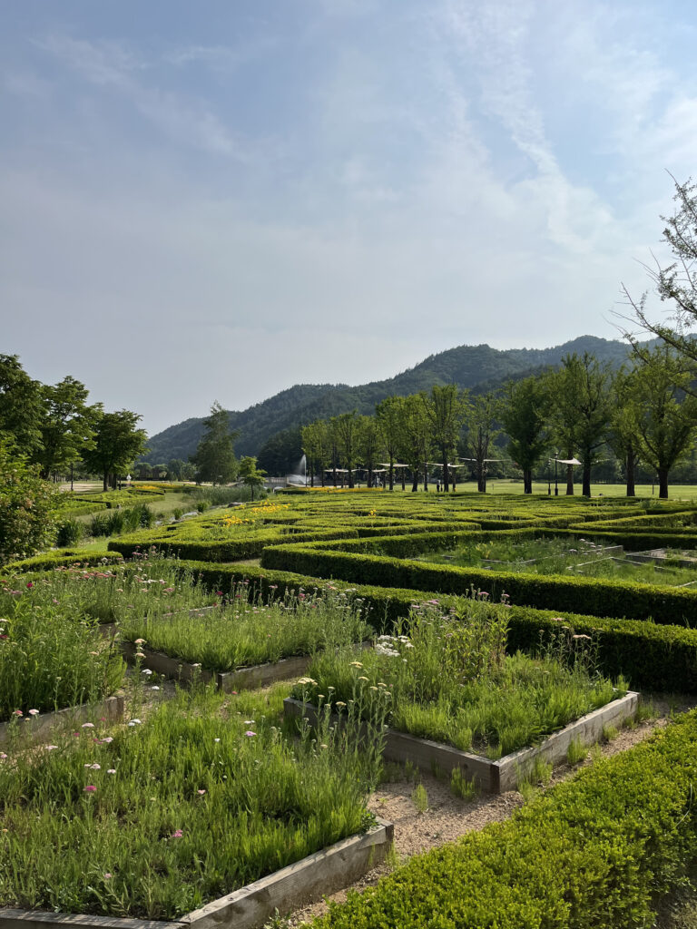Herb garden where about 20 different types of herbs grow