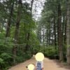 Odaesan Woljeongsa Fir Forest Trail