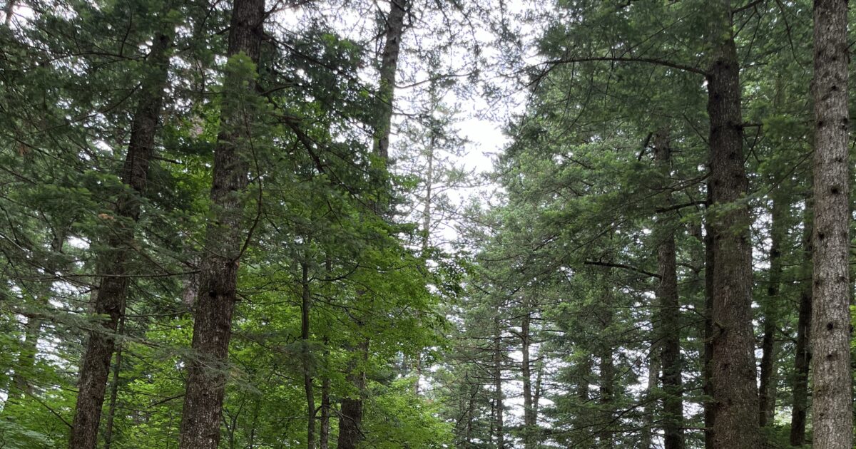 Odaesan Woljeongsa Fir Forest Trail