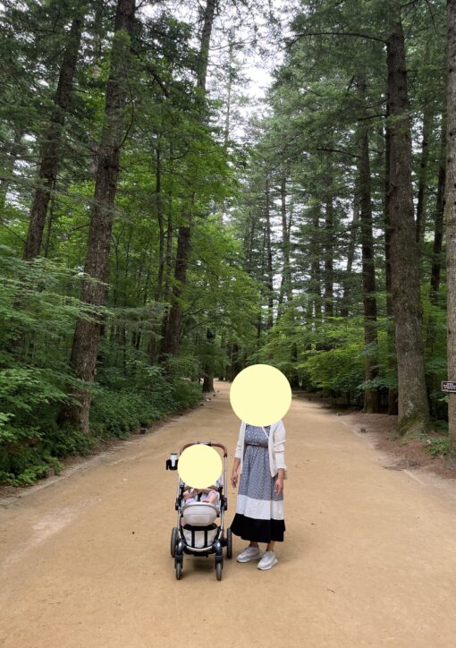 Odaesan Woljeongsa Fir Forest Trail