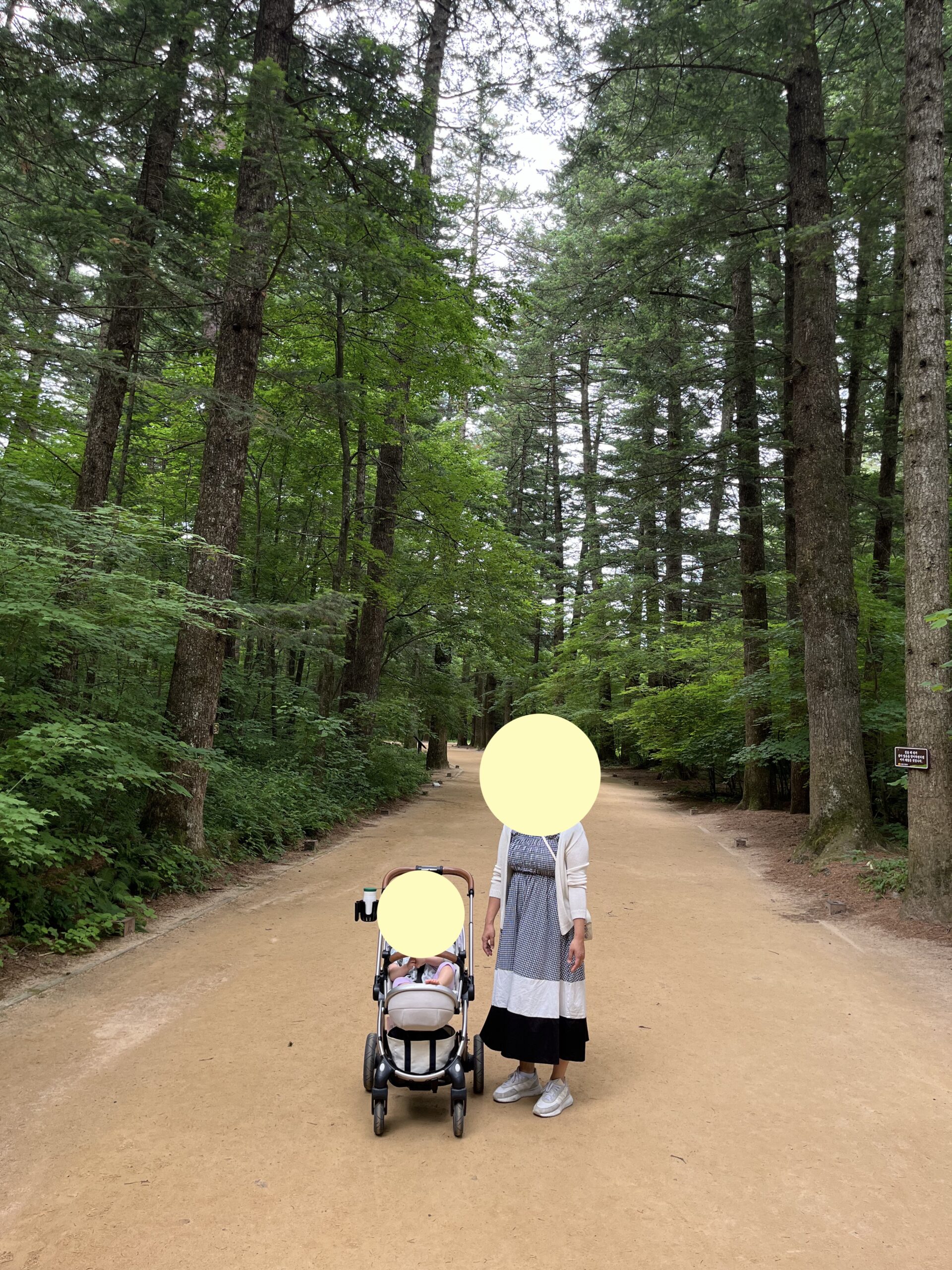 Odaesan Woljeongsa Fir Forest Trail