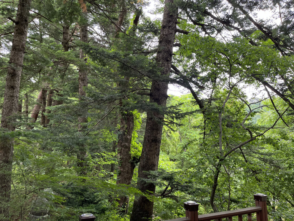 Woljeongsa fir forest